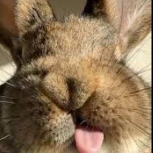 Meet your Posher, Bobbi